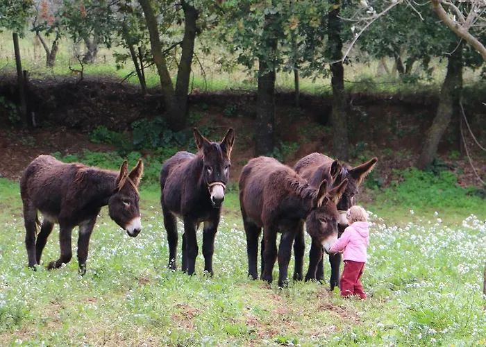 La Quercia E L'asino 4*